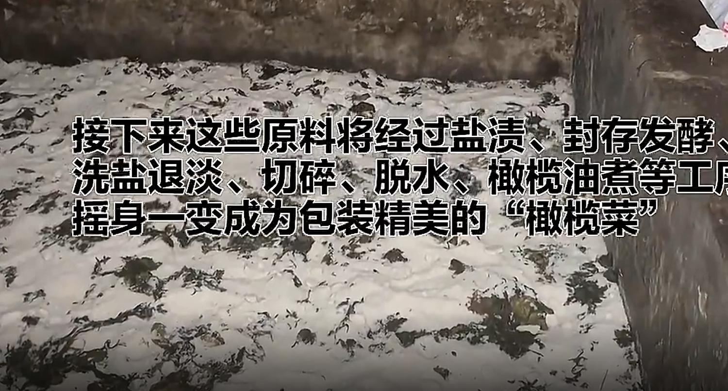 聚焦315消费者权益日橄榄菜案例,315曝光的橄榄菜是怎么回事