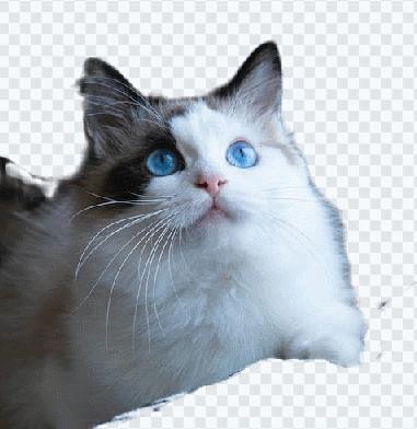 这5个小众抠图软件带你玩转创意抠图！无需动手