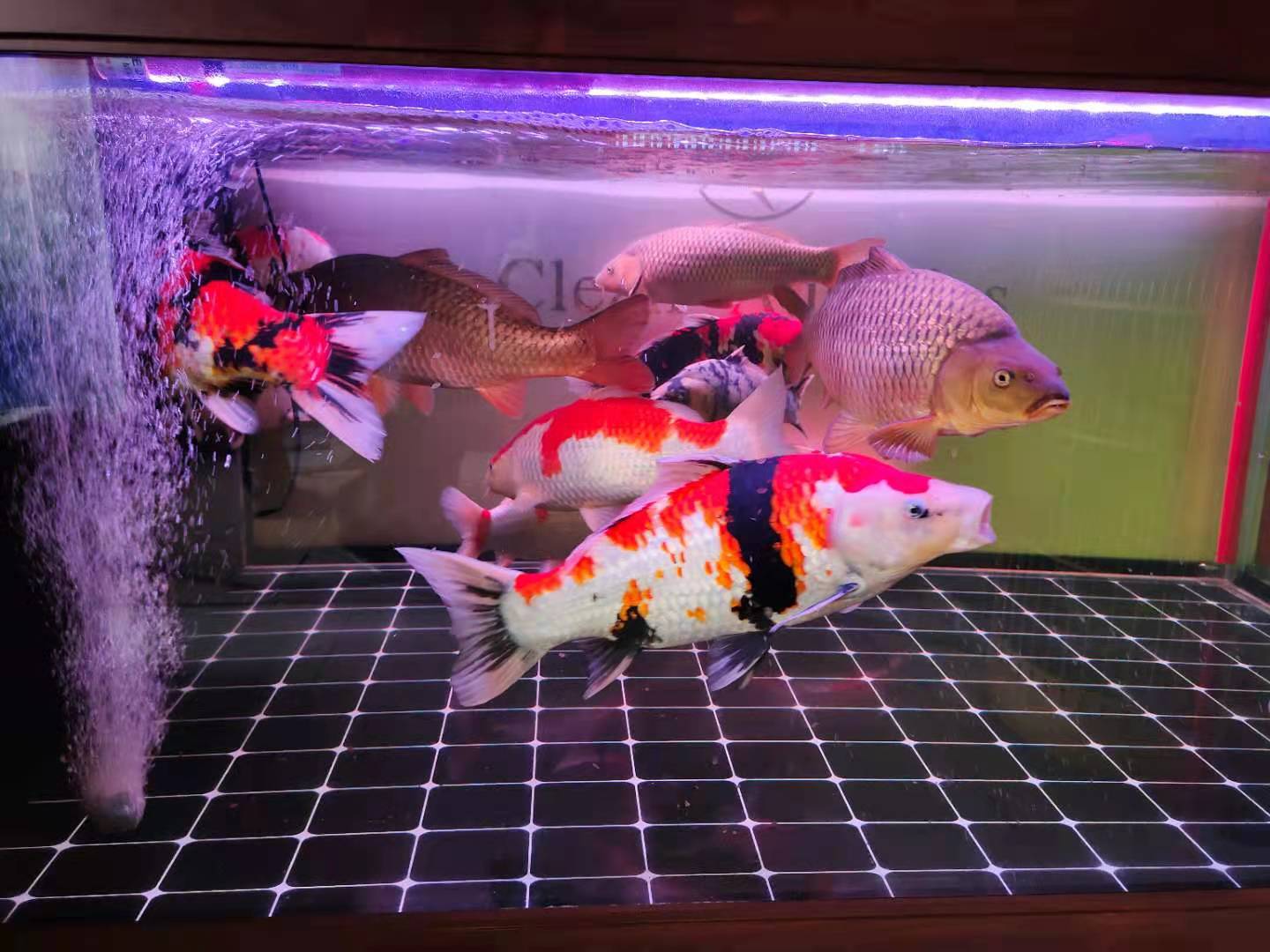 观赏鱼常见的病有哪些,新买来的观赏鱼要先怎么处理