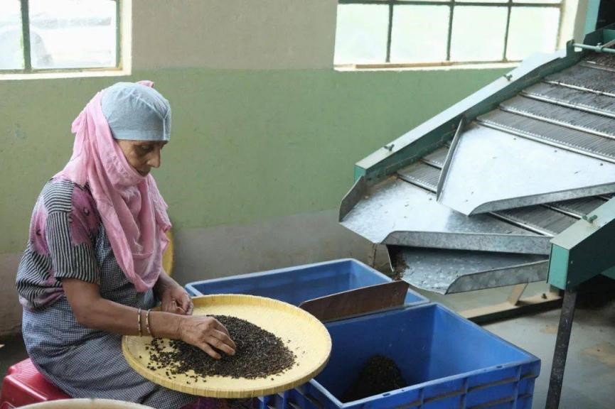 中国为何要多花2个亿,从印度进口茶叶?是中国茶不如印度茶吗?