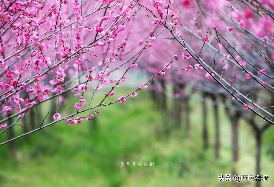 花花草草怎么拍出高级感,如何拍出惊艳的花卉