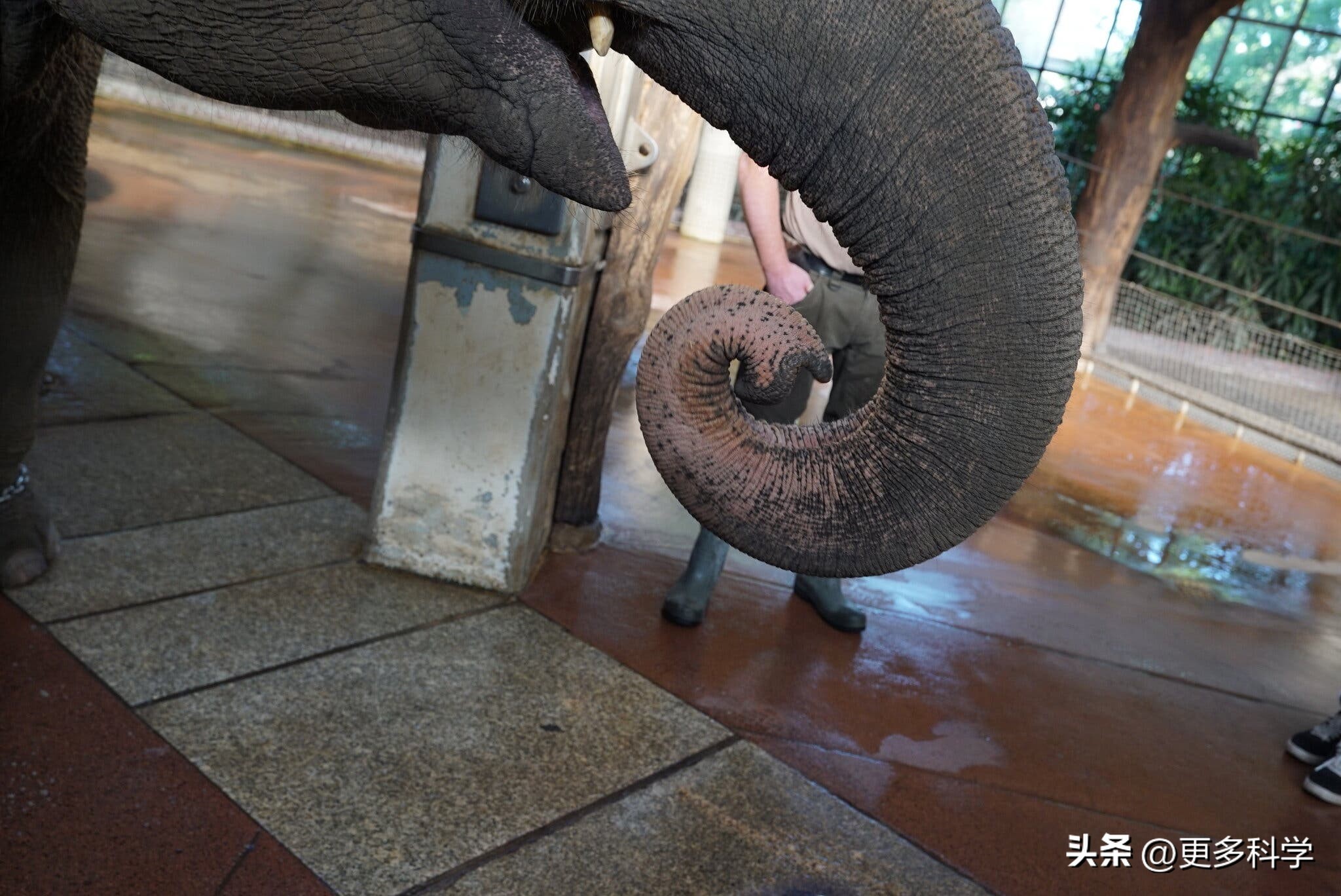 解密大象大脑如何控制鼻子活动？非洲象与亚洲象的区别