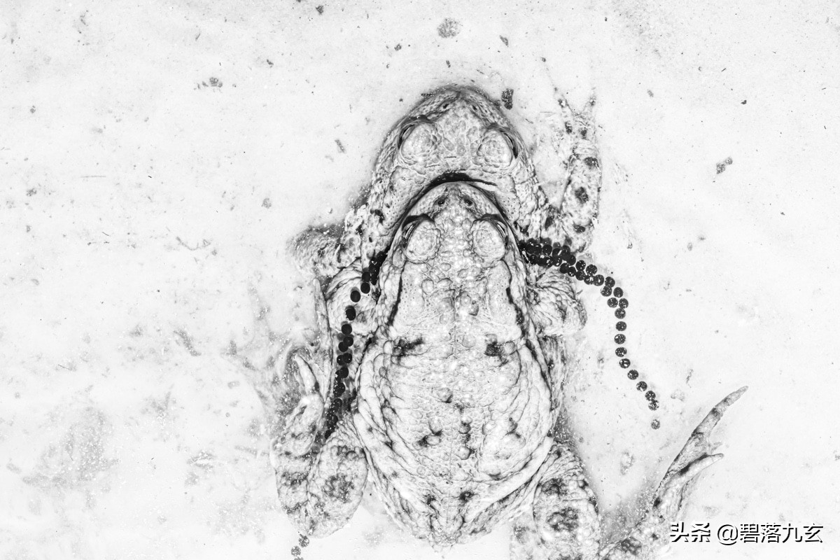 两只松鼠的爱：赢得2021年度特写摄影师挑战赛