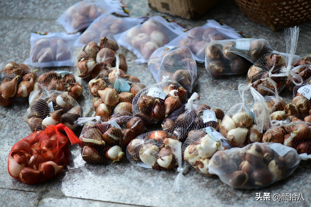 河马花园最耐阴植物,最漂亮的花园里的郁金香
