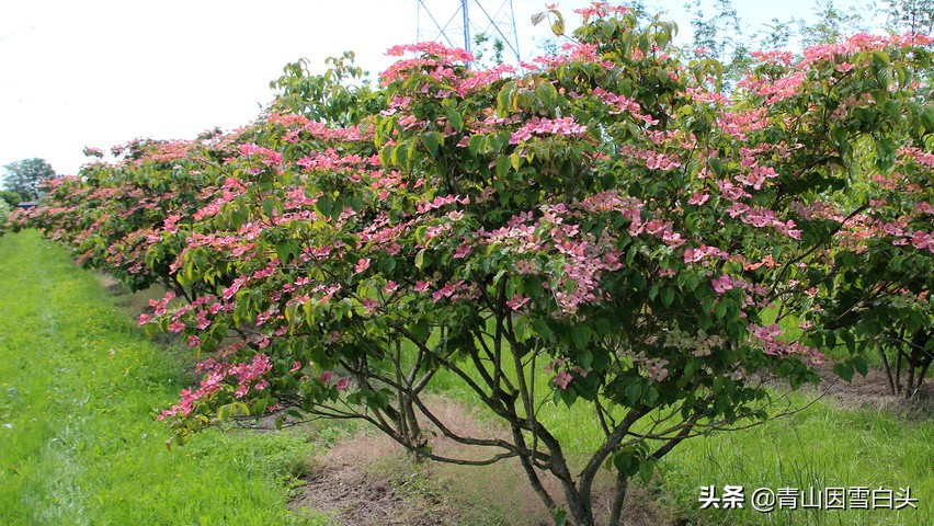 种树发财的人,种树能致富