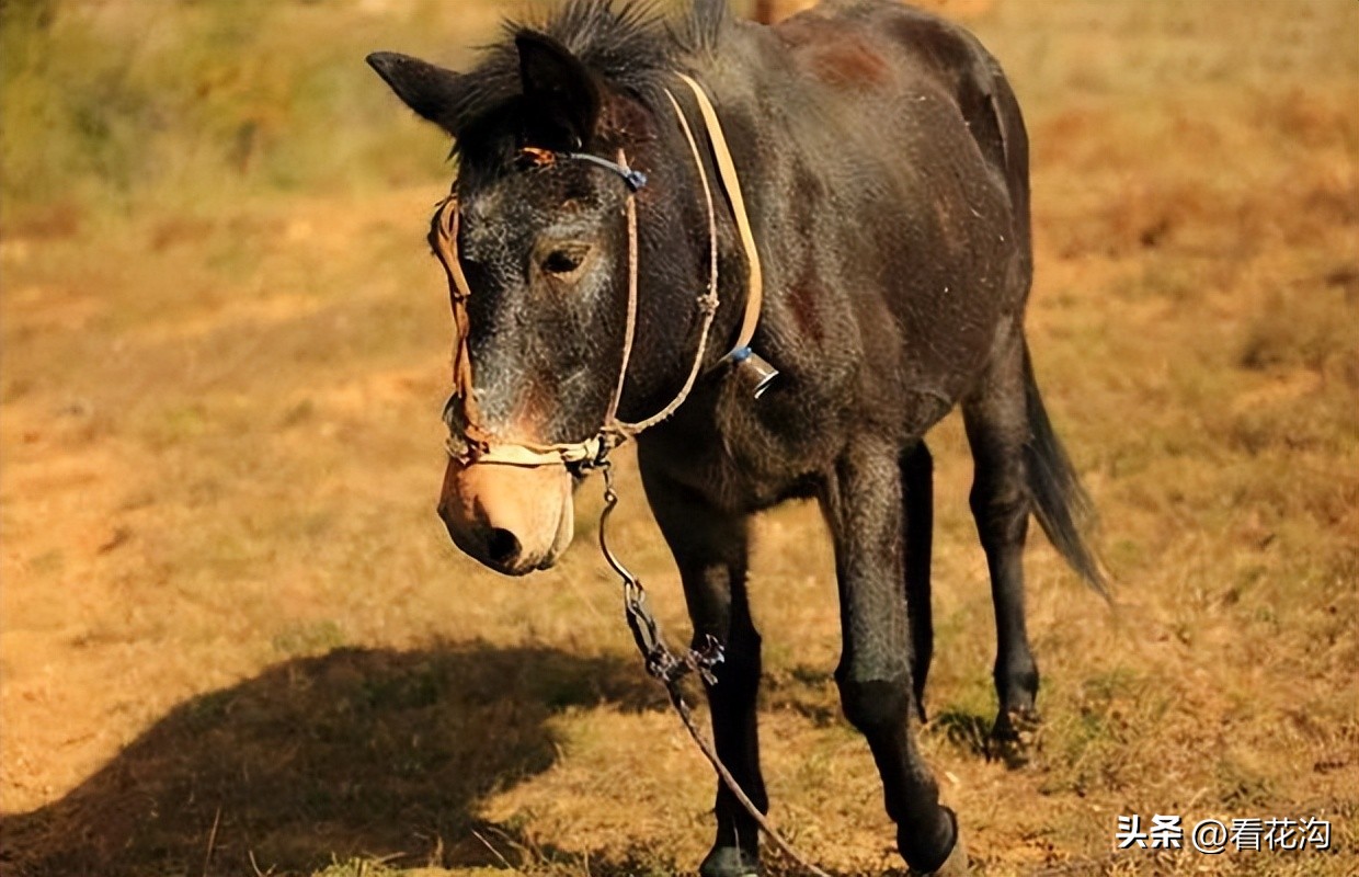 泌阳县1965年地图,河南泌阳县最新人口