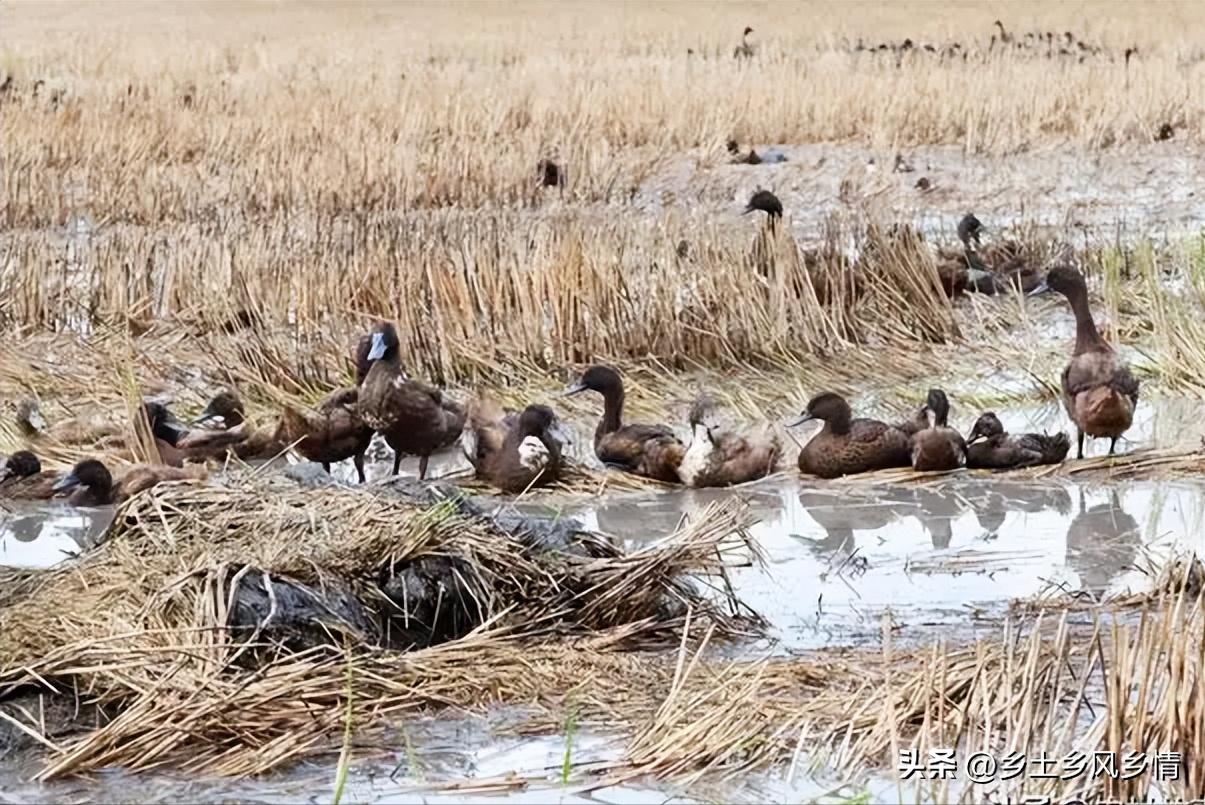农民往冬闲田里放了一些鸭子，三个月后“空闲田”变成“增收田”