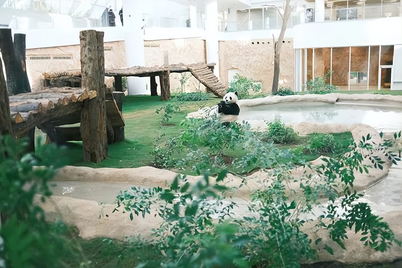 在美国大熊猫回国了吗,目前旅居国外的大熊猫有哪些