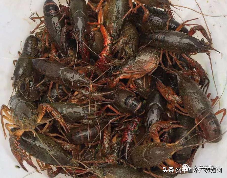 网红小龙虾现在多少钱一斤,小龙虾今日价格表网红