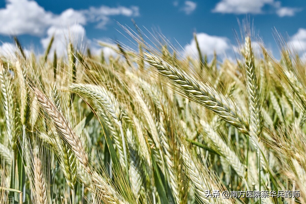 一味健胃消食的中药：上能回乳消胀，中能疏肝解郁，下能消食健胃