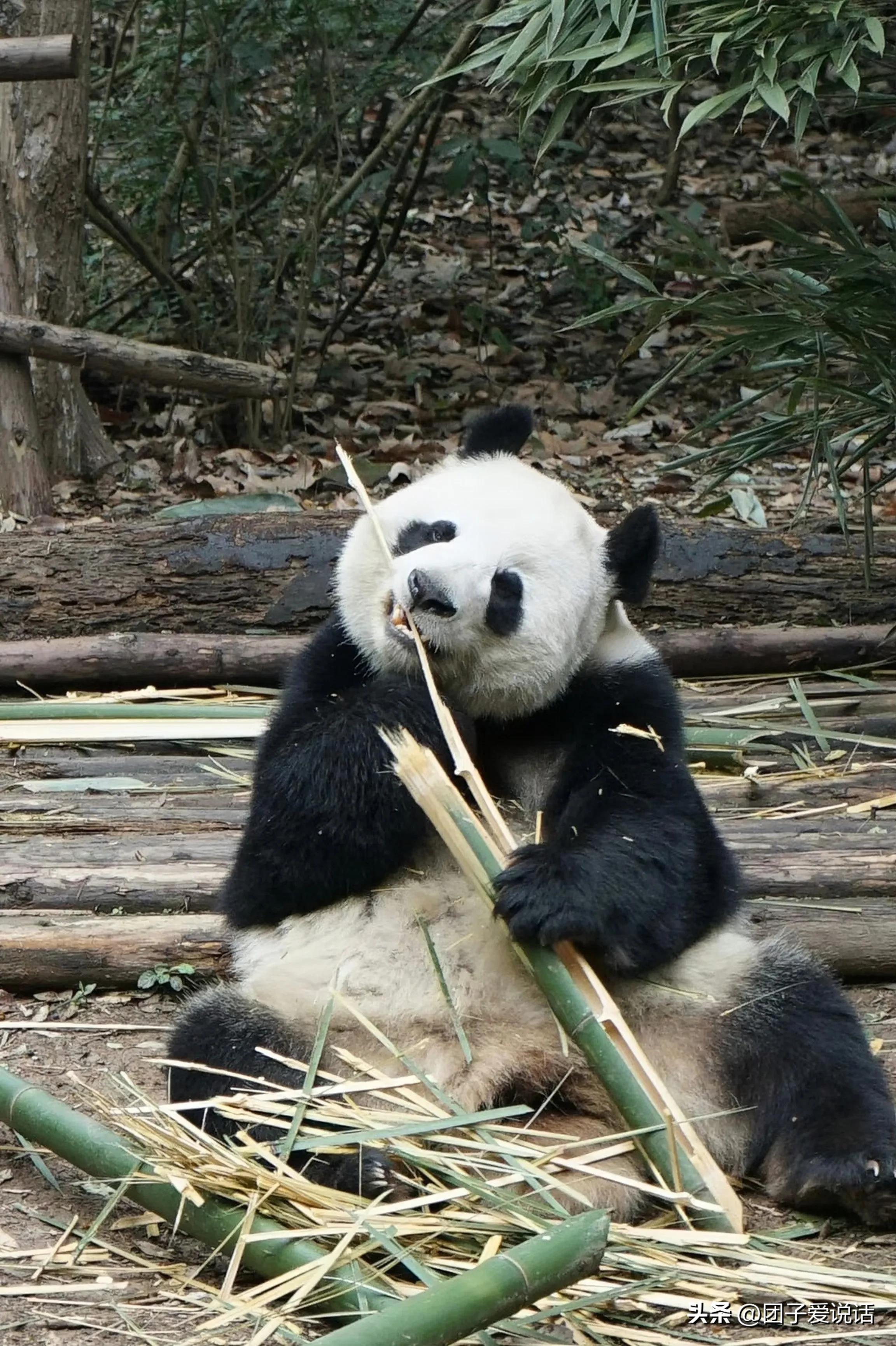 “外公熊”大熊猫“科比”的一生