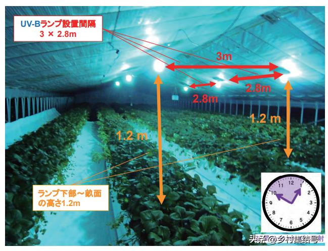 安田草莓园,日本安田草莓园