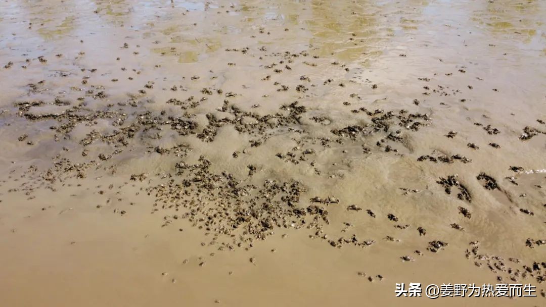 螃蟹怎么养才认人,养螃蟹的十大忌讳