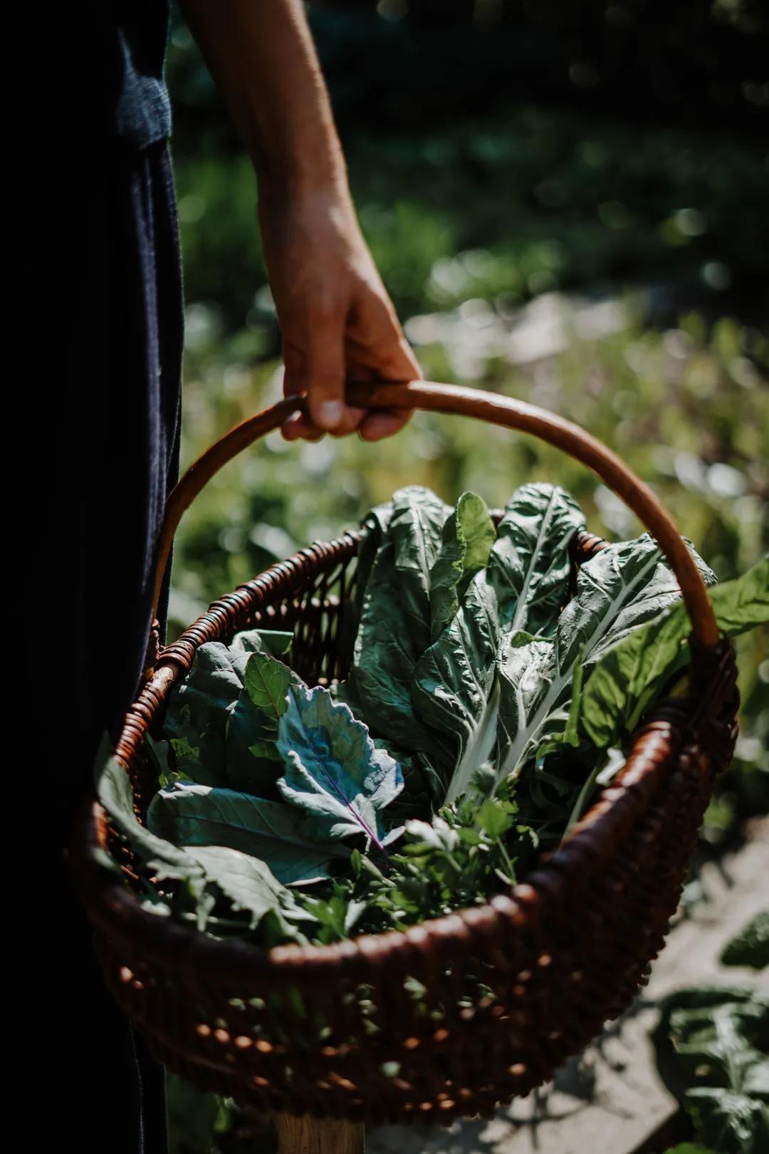 HotelSchwarzschmied在葡萄园城堡里感受度假的氛围