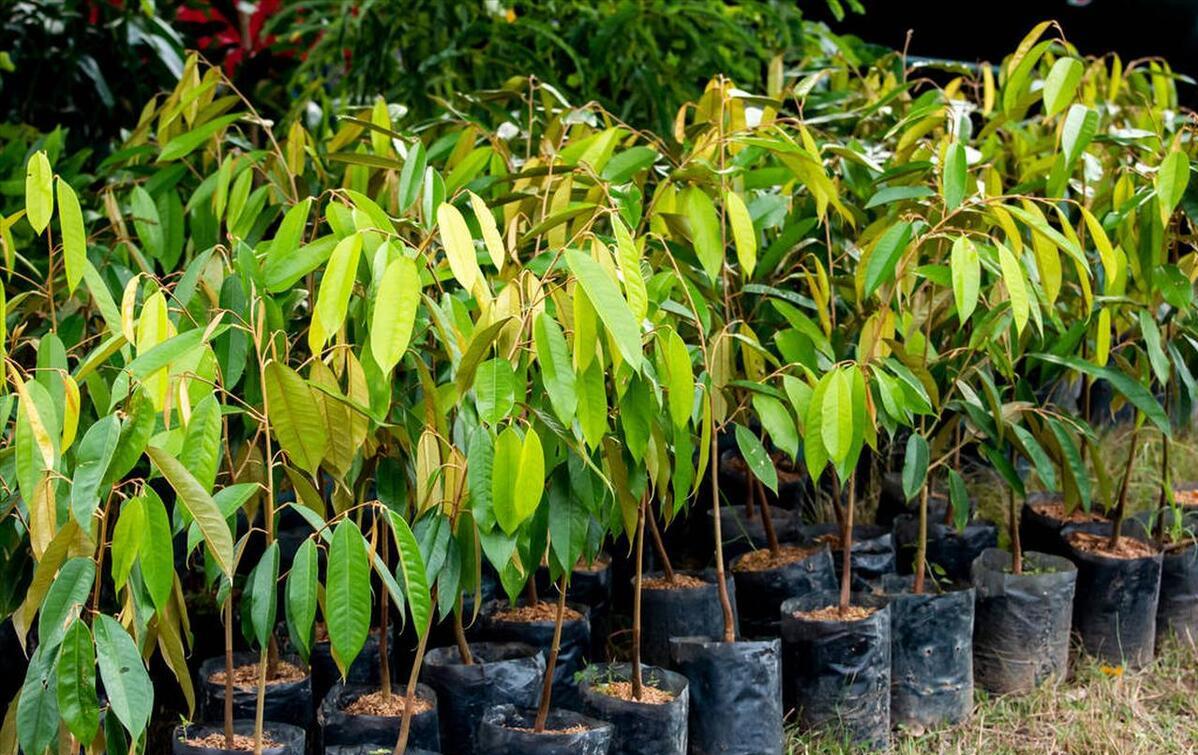 国产榴莲要来了,10元3斤还远吗?泰国:我的高价榴莲卖给谁!