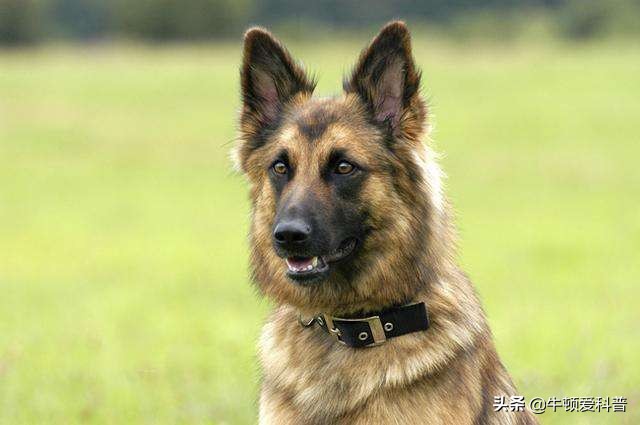 世界上最厉害的犬科动物前十名,世界上最厉害的十种犬科动物