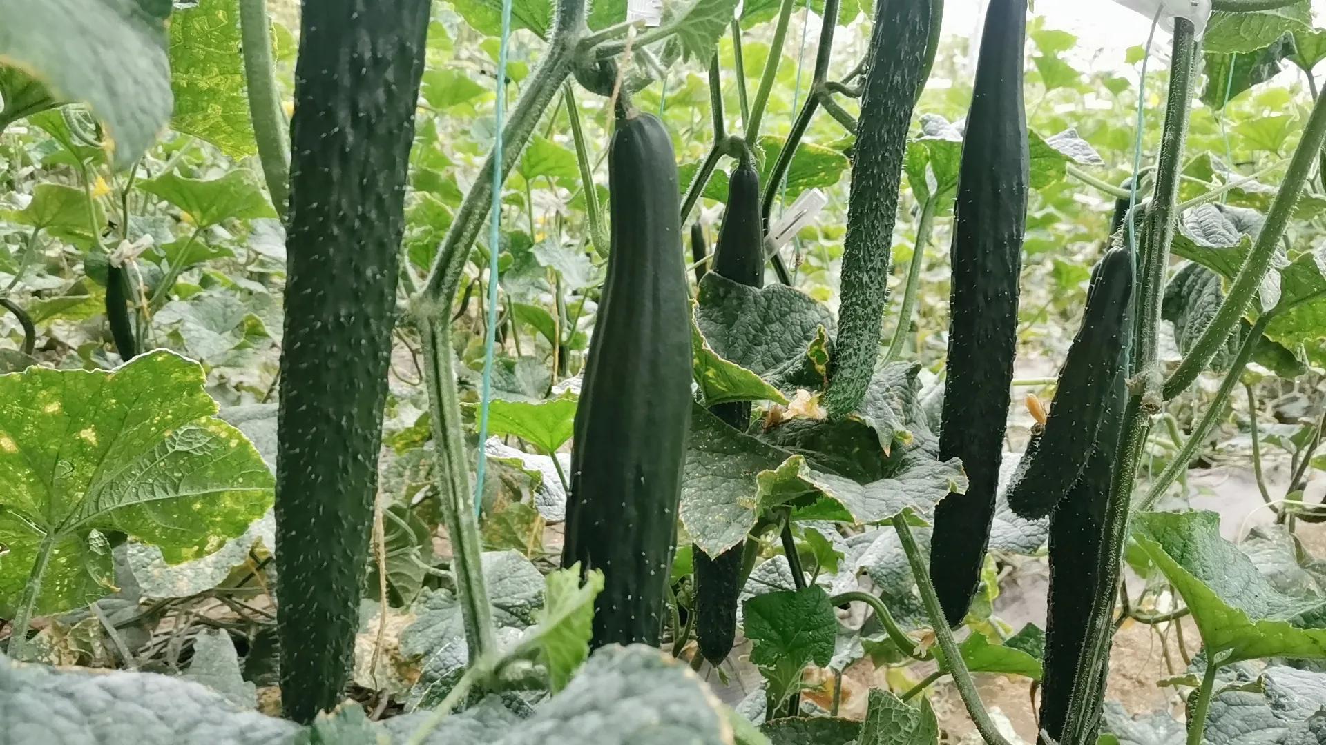 小苏打防治白粉病,小苏打防治虫害兑水得多少比例