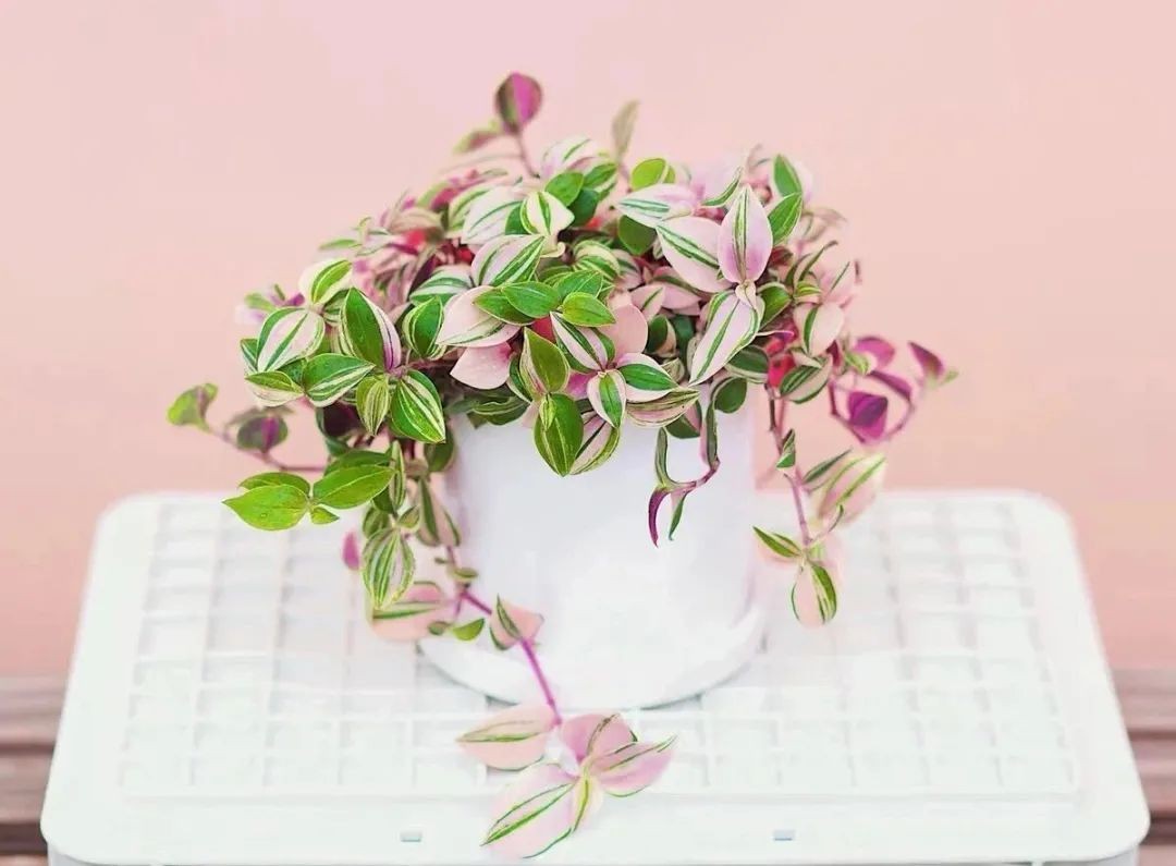 吊兰最贵的品种,吊兰什么品种最贵