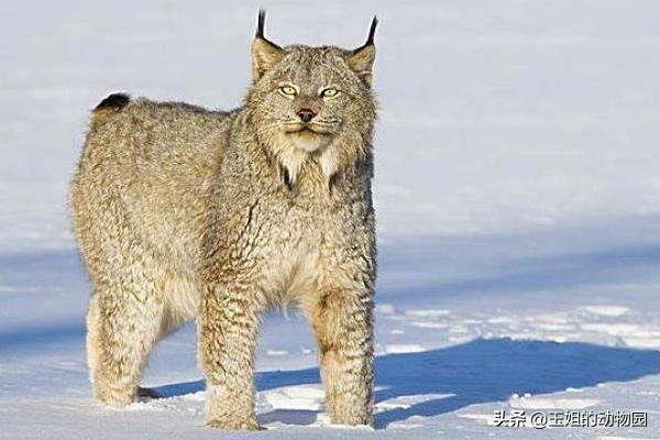 猞猁和雪豹谁厉害,猞猁大战狼群结果不敌狼群被杀死