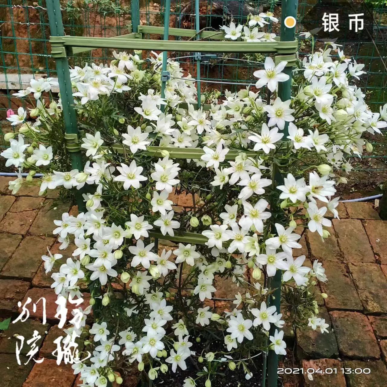 里昂村庄铁线莲经典品种,铁线莲波旁王朝什么品种