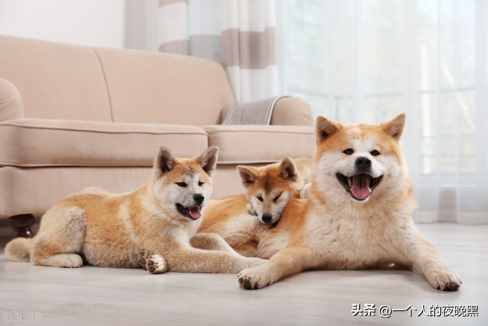 怎样判断自己养的狗是不是纯种,怎么确定自己可以养狗狗