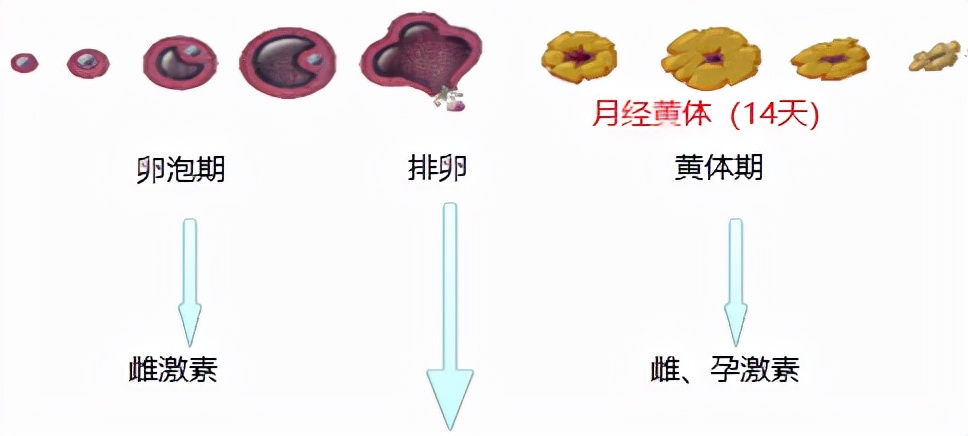 怕ta不来，又怕ta乱来！女生关于月经那点事儿