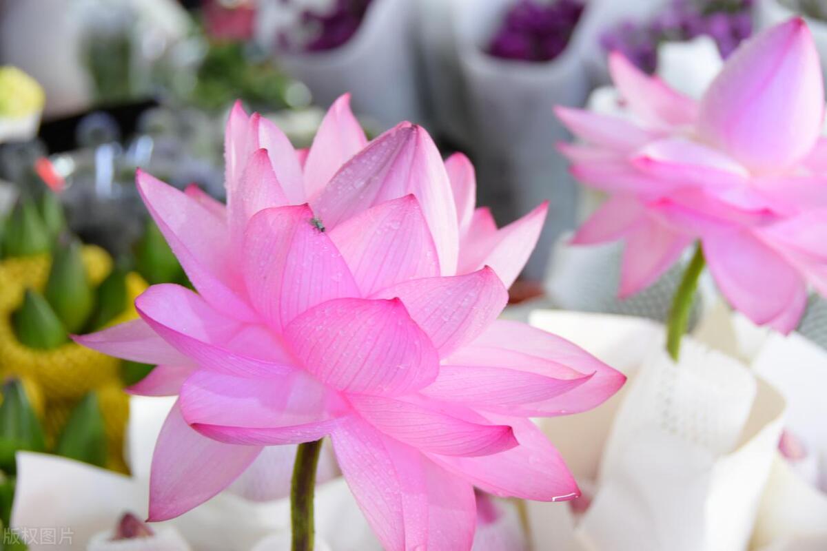 反诈电话提醒是真是假,电话智能反诈功能