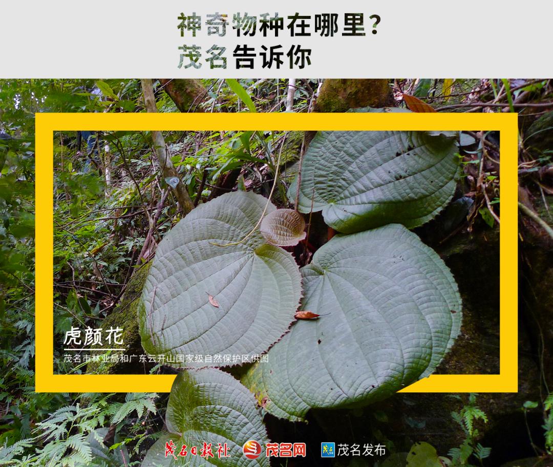 浙江神奇物种,茂名发现新物种