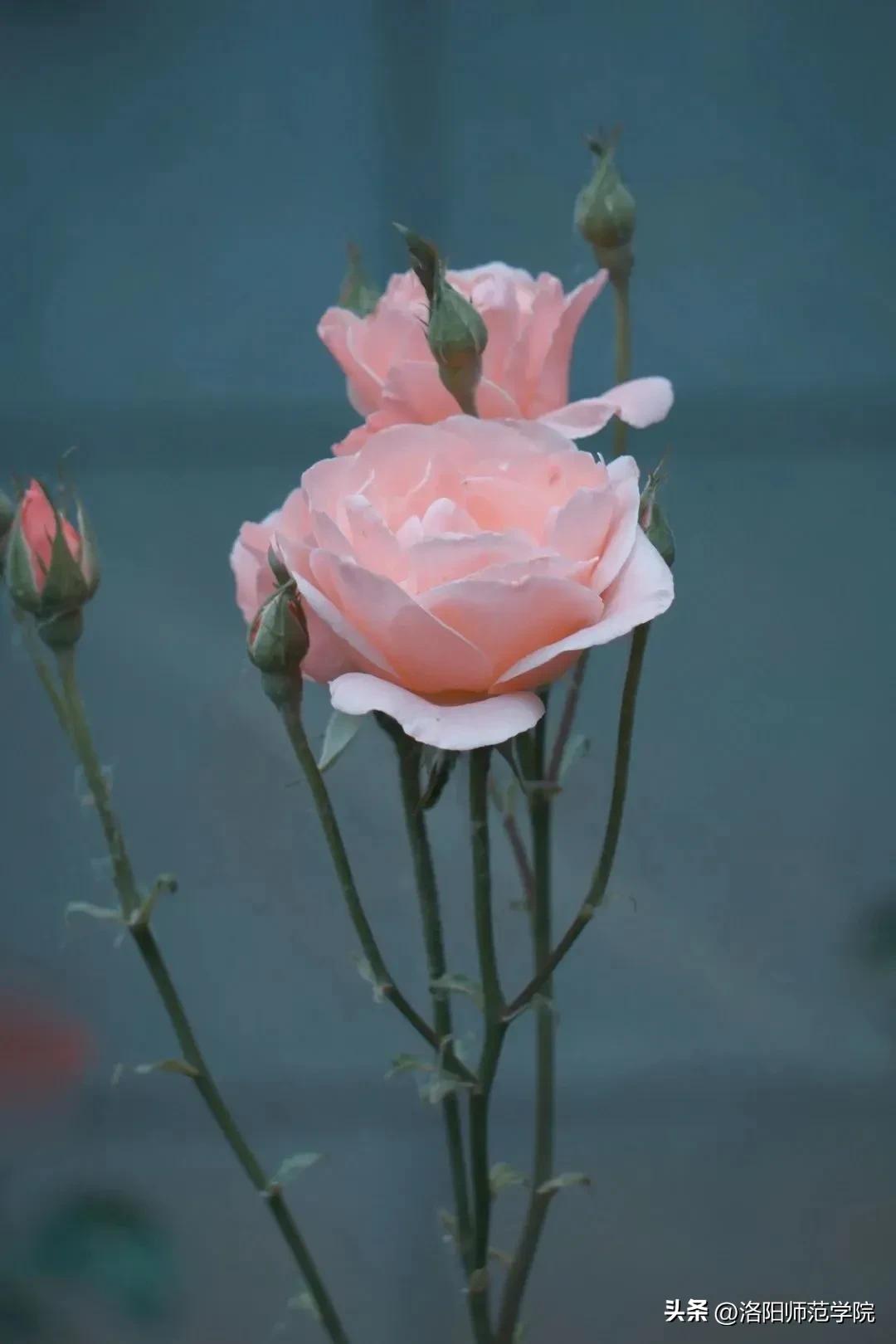 当洛师邂逅43种中国传统色……