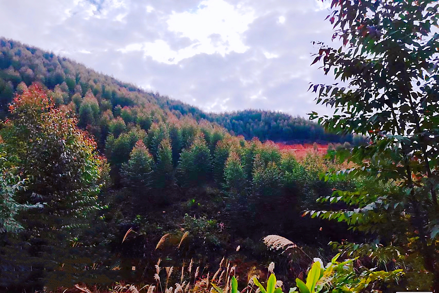 广西漫山遍野的桉树,桉树底下不长草其实是有原因