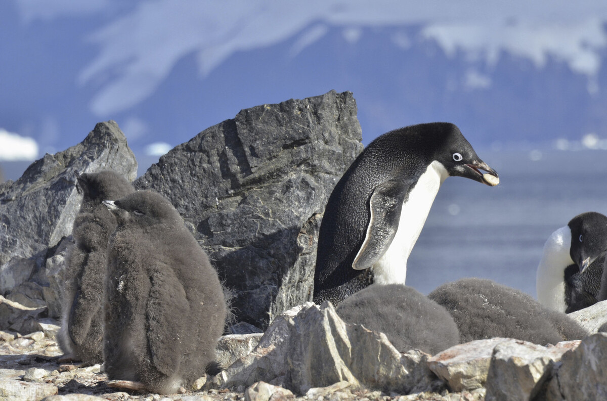 探险南极纯净世界里的可爱企鹅,南极旅游真正的企鹅
