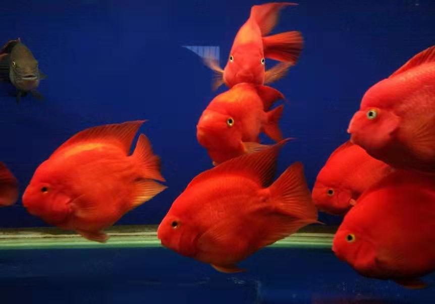 凶猛又好看的慈鲷鱼,性格温和的慈鲷鱼有哪些