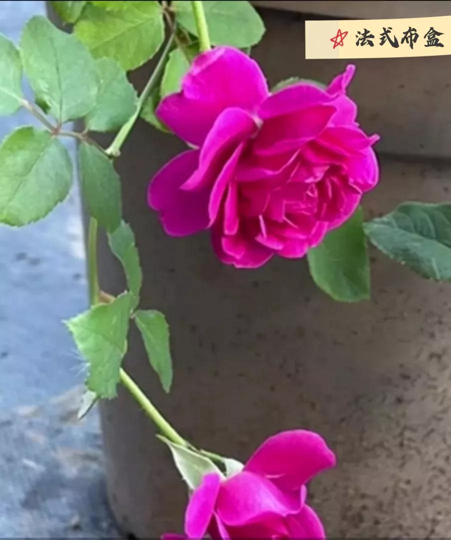 常见切花月季一览（45）