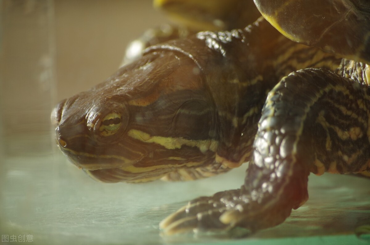 巴西龟晚上睡觉吗,巴西龟晚上不睡觉