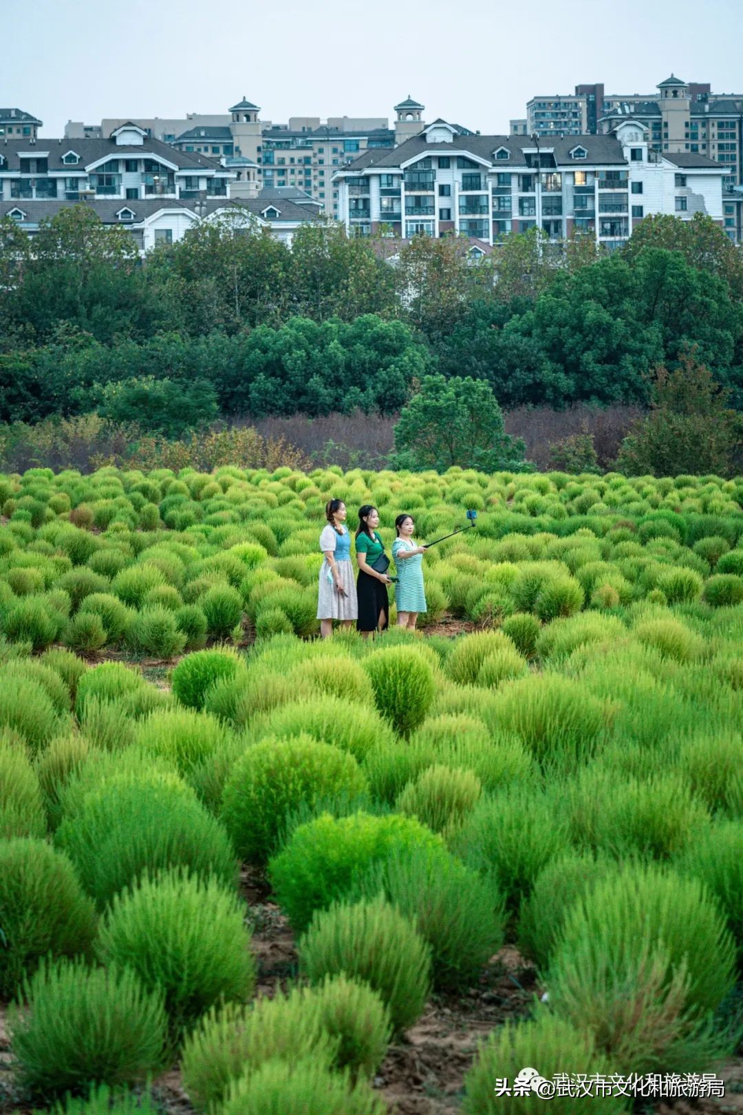 武汉市区内最大的向日葵花海开了,武汉最大的向日葵基地
