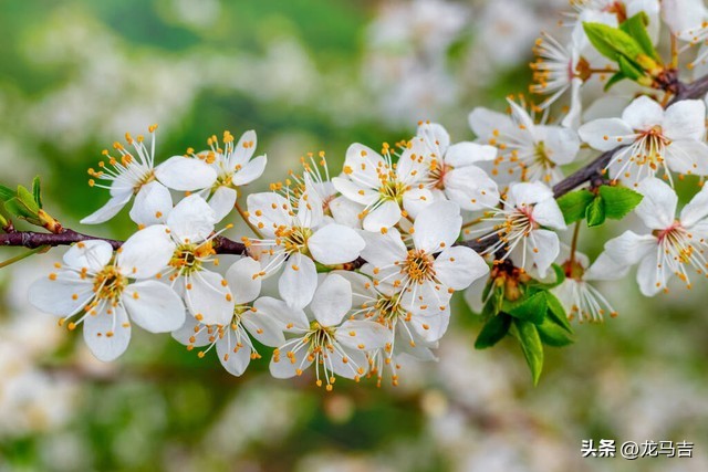 雨水时节，春雨犹添新绿，13首古诗词写意春色乍现之美