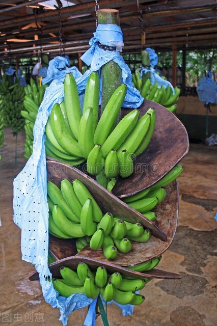 你不知道的国家冷知识黎巴嫩篇,你不知道的国家冷知识安哥拉