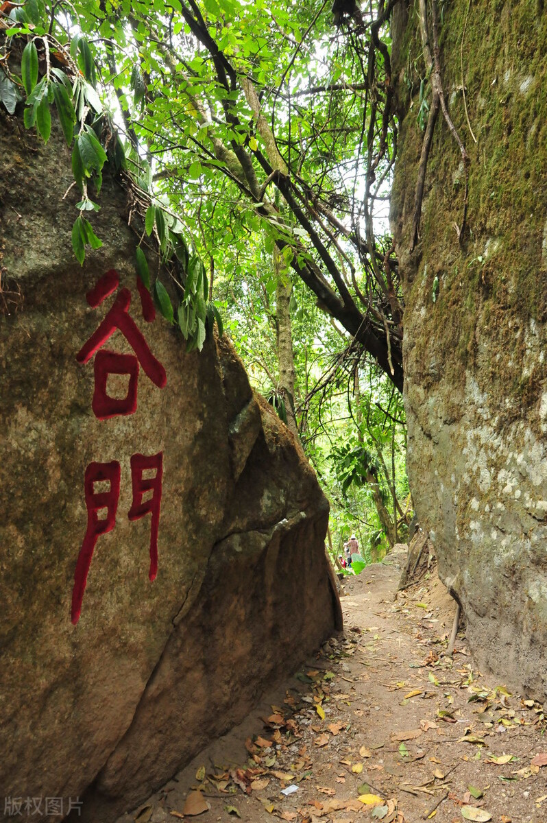 腾冲樱花谷，野生樱花遍布，落英缤纷、原始自然的花花世界