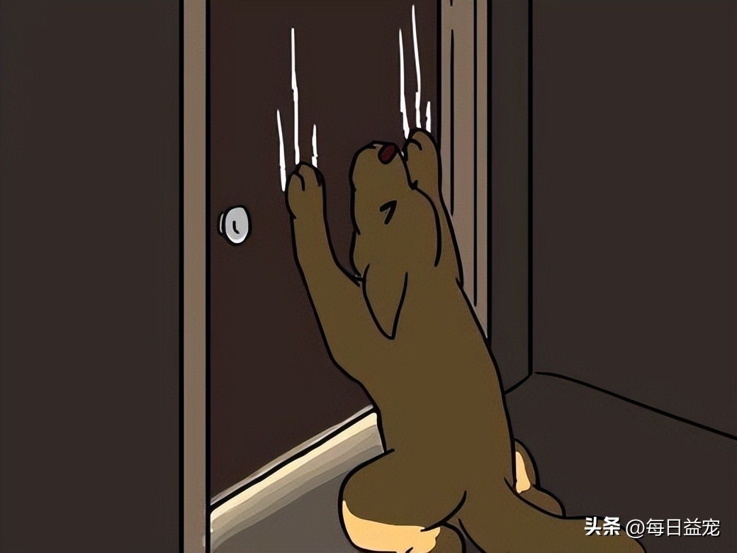 金毛不听话一直挠门怎么训,金毛挠门怎么办