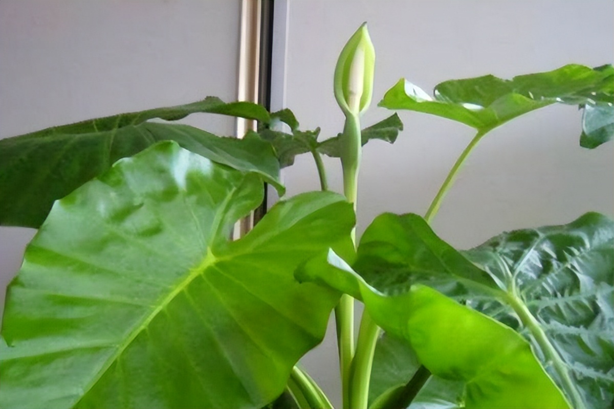 家庭不宜养的十大不吉利花,哪四种不吉祥的花不能在家养