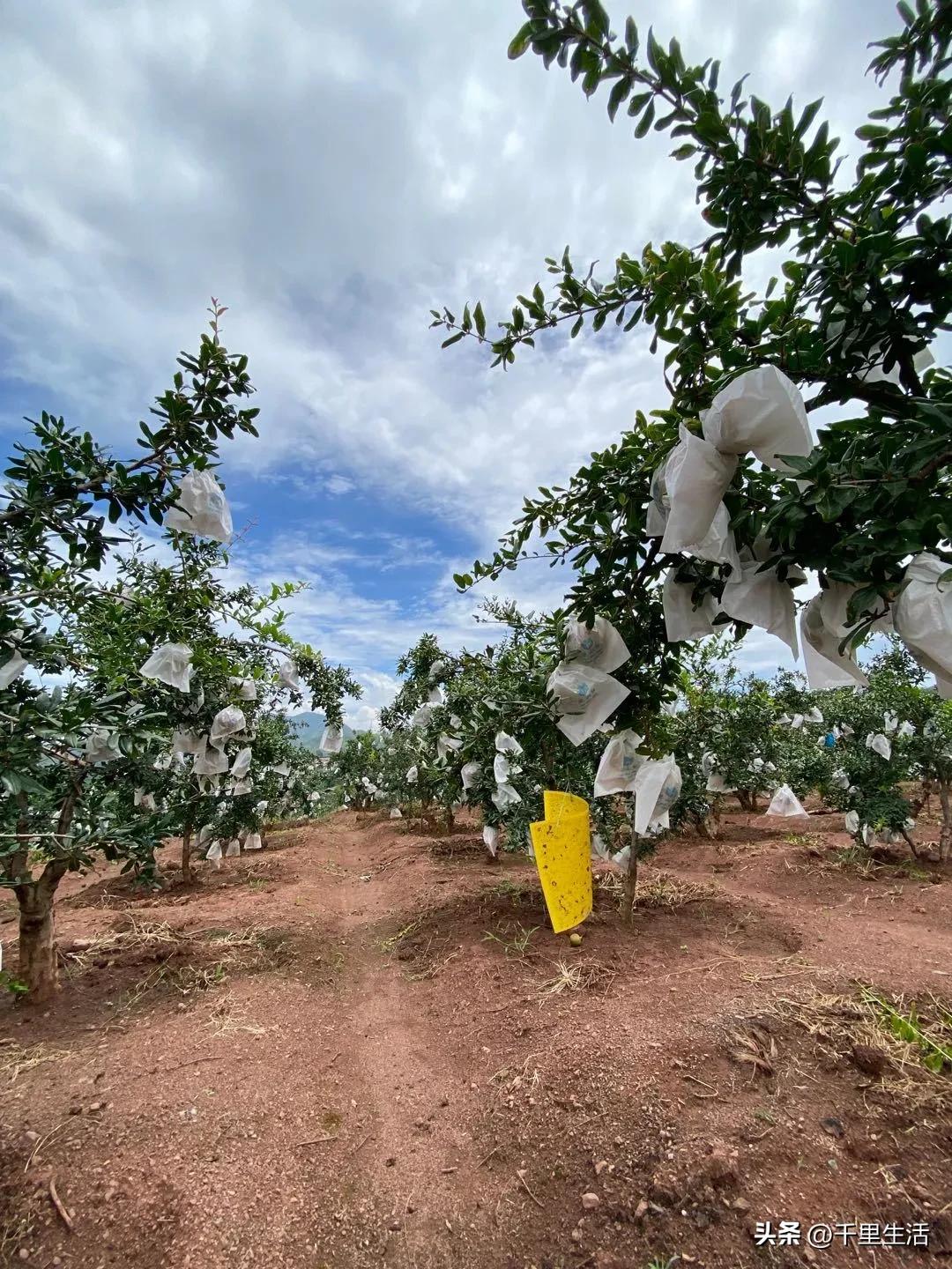 突尼斯软籽石榴超级好吃,突尼斯软籽石榴不用吐籽就能吃