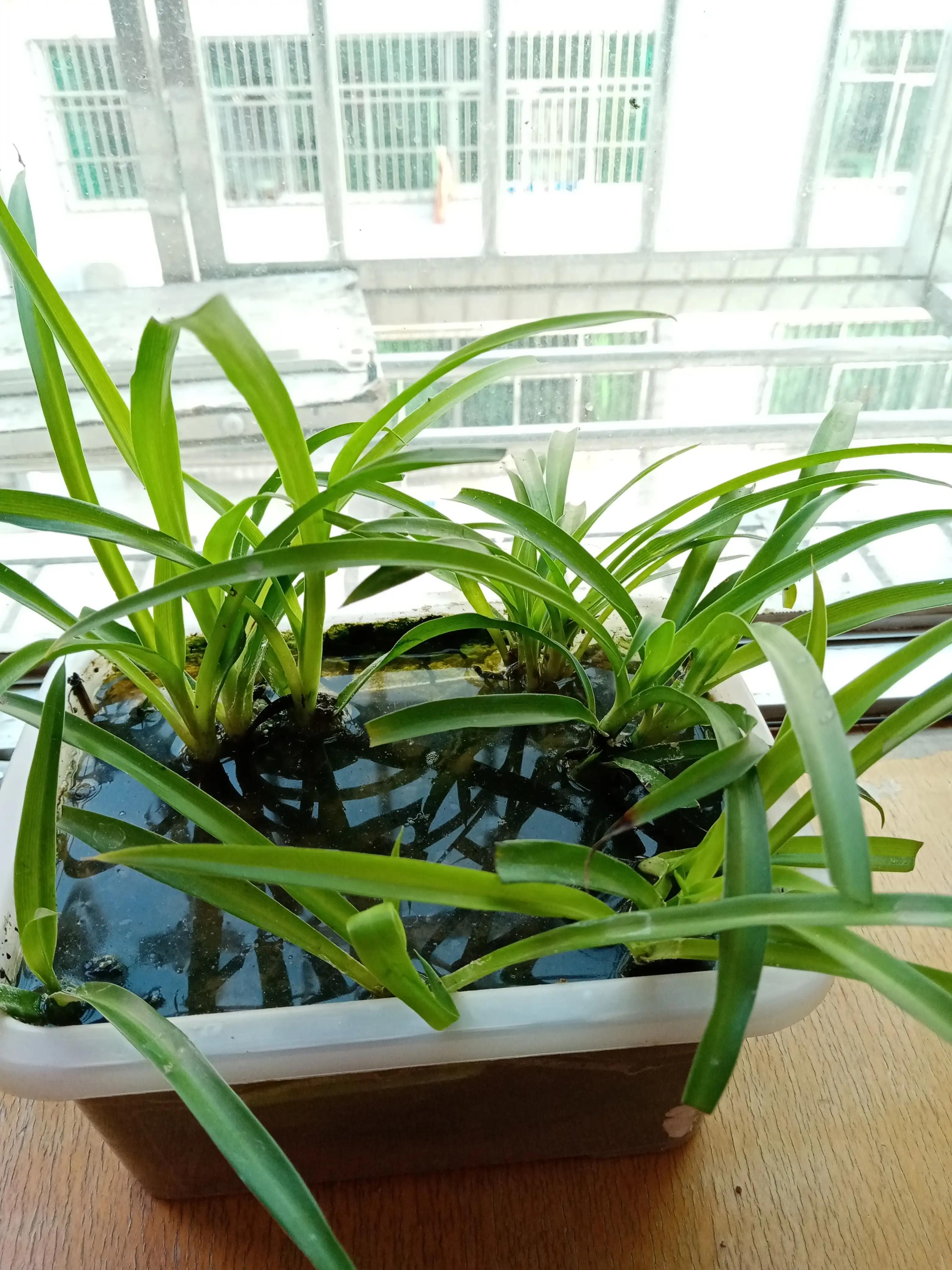 最好养的10种花排行第一名竟然是,好看又皮实勤花的花