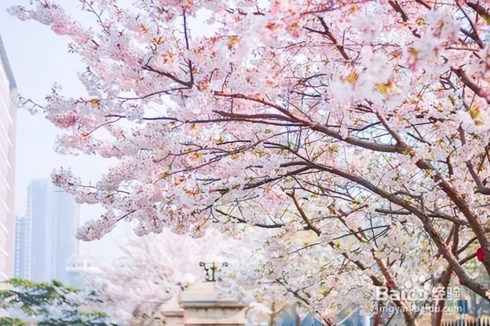 秋天开的樱花品种及图片,樱花的品种和图片