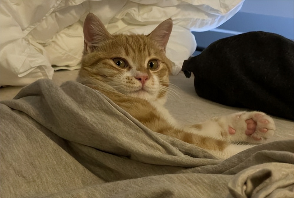 为什么猫咪上床前会舔毛,猫咪为什么上床声音那么大