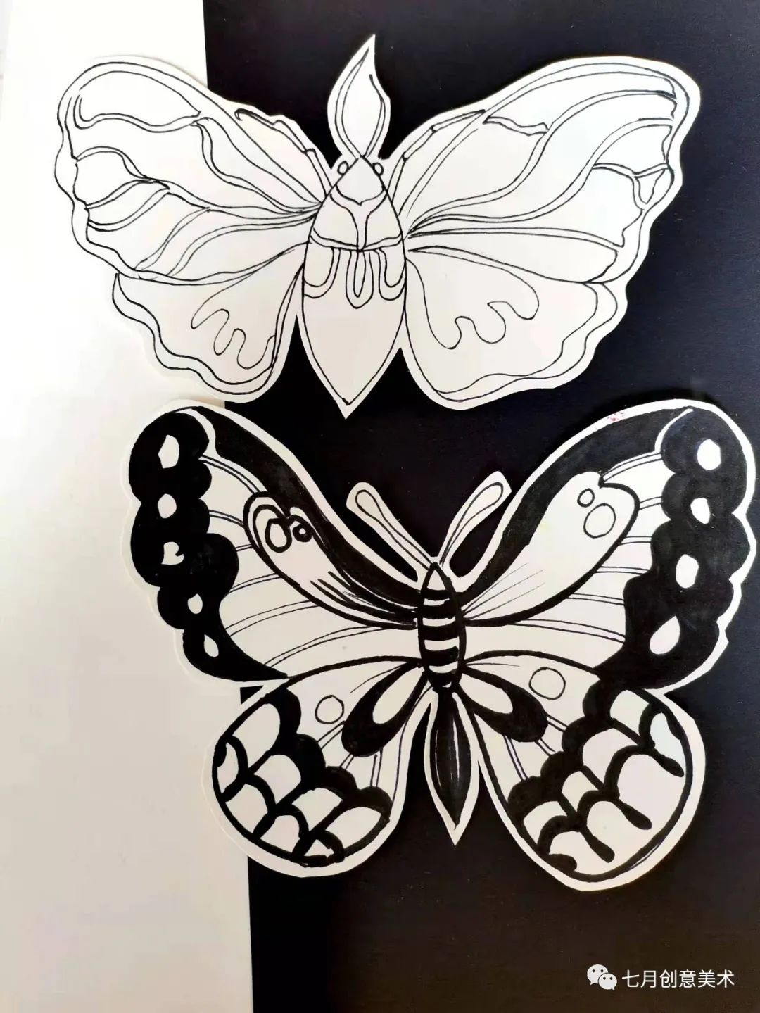 蝴蝶标本图片大全,塑封蝴蝶标本方法