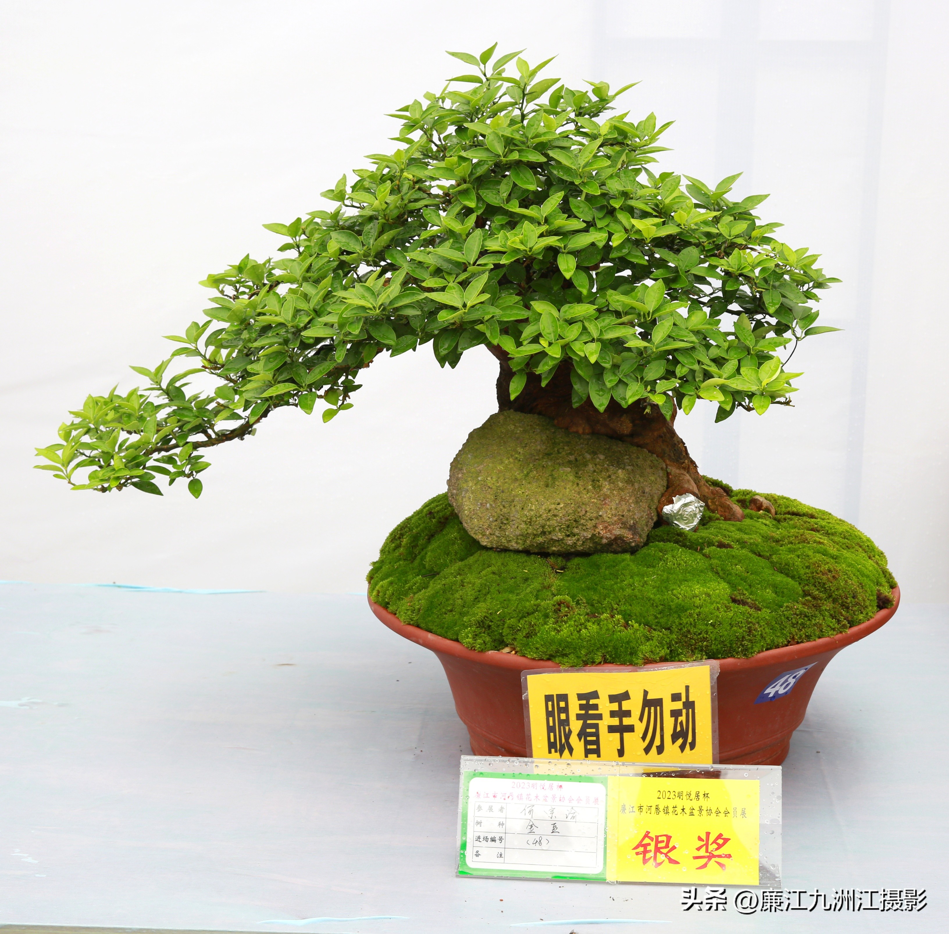 最高端的盆景展,一场惊艳的盆景展