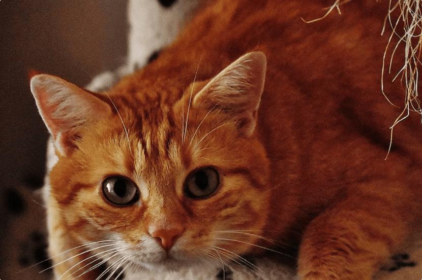 猫零食罐头哪款好些,美士猫罐头怎么样