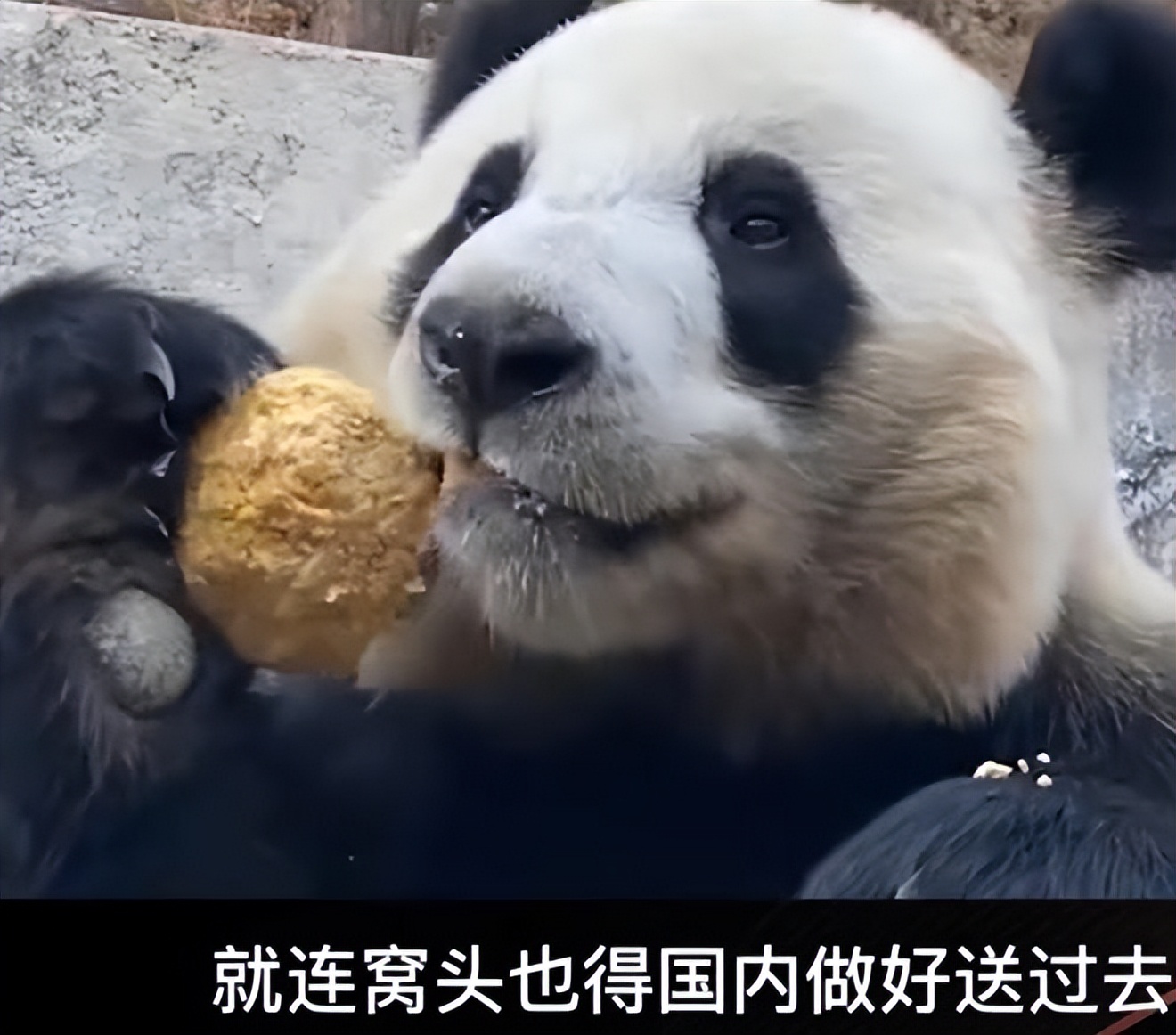 卡塔尔租借熊猫一次成功,卡塔尔为什么租借熊猫