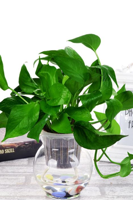 家养绿萝黄叶子了怎么挽救,家里养的绿萝老是有黄叶怎样补救