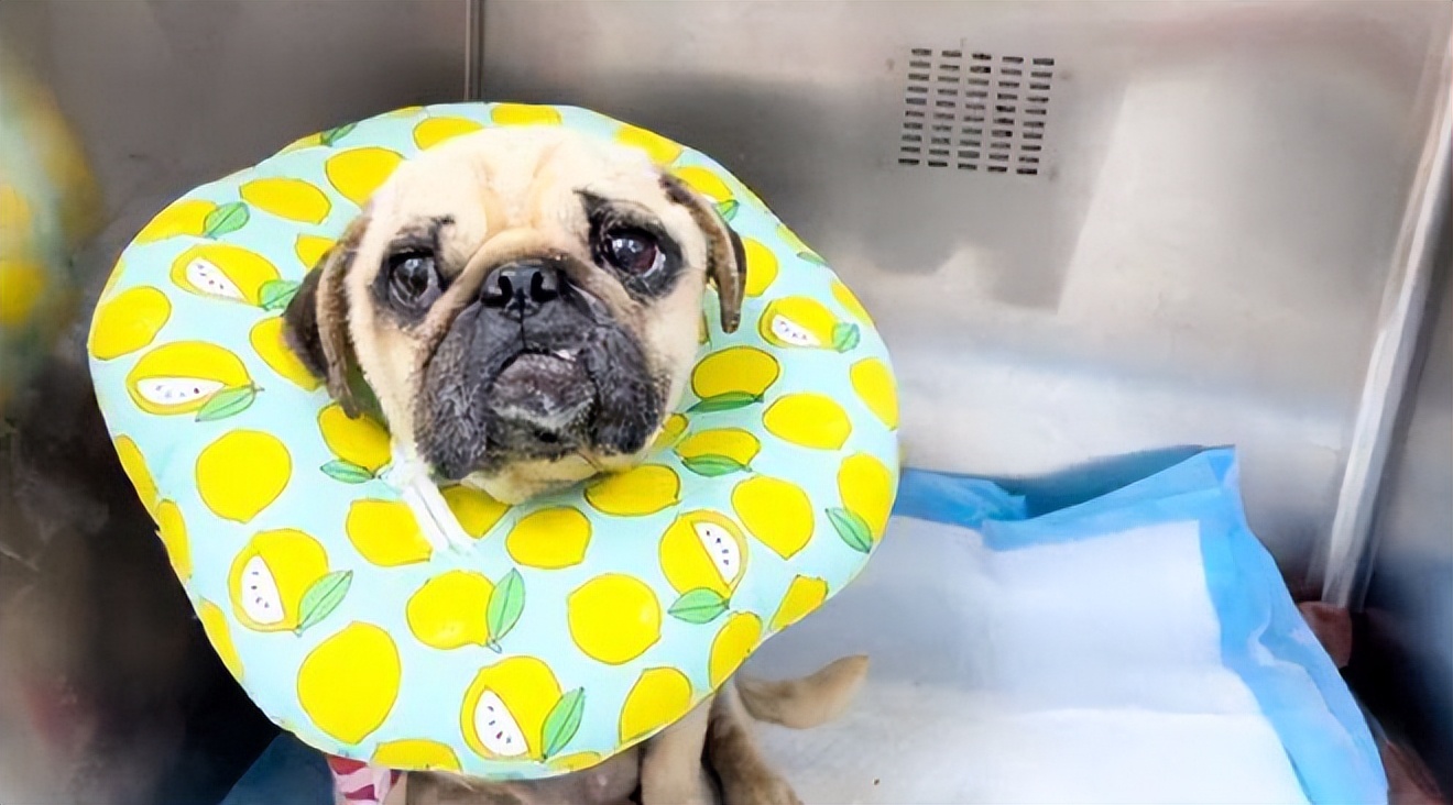 巴哥犬经常呕吐是怎么回事,巴哥犬剧烈运动后呕吐正常吗